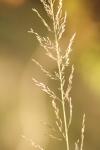 <img100*0:stuff/z/73640/Summer%2520End%2520-%2520Fall%2520Beginning%2520Plants/i1258914086_26.jpg>