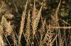 <img100*0:stuff/z/73640/Summer%2520End%2520-%2520Fall%2520Beginning%2520Plants/i1258914087_28.jpg>