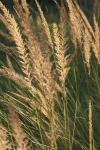 <img100*0:stuff/z/73640/Summer%2520End%2520-%2520Fall%2520Beginning%2520Plants/i1258914087_30.jpg>