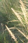 <img100*0:stuff/z/73640/Summer%2520End%2520-%2520Fall%2520Beginning%2520Plants/i1258914087_35.jpg>