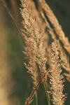 <img100*0:stuff/z/73640/Summer%2520End%2520-%2520Fall%2520Beginning%2520Plants/i1258914087_37.jpg>