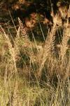 <img100*0:stuff/z/73640/Summer%2520End%2520-%2520Fall%2520Beginning%2520Plants/i1258914088_39.jpg>