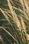 <img100*0:stuff/z/73640/Summer%2520End%2520-%2520Fall%2520Beginning%2520Plants/i1258914847_10.jpg>