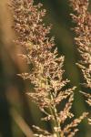 <img100*0:stuff/z/73640/Summer%2520End%2520-%2520Fall%2520Beginning%2520Plants/i1258914847_11.jpg>