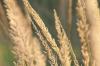 <img100*0:stuff/z/73640/Summer%2520End%2520-%2520Fall%2520Beginning%2520Plants/i1258914847_2.jpg>