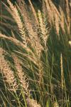 <img100*0:stuff/z/73640/Summer%2520End%2520-%2520Fall%2520Beginning%2520Plants/i1258914847_3.jpg>