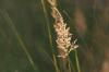 <img100*0:stuff/z/73640/Summer%2520End%2520-%2520Fall%2520Beginning%2520Plants/i1258914847_8.jpg>