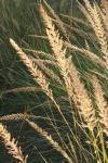 <img100*0:stuff/z/73640/Summer%2520End%2520-%2520Fall%2520Beginning%2520Plants/i1258914848_16.jpg>