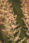 <img100*0:stuff/z/73640/Summer%2520End%2520-%2520Fall%2520Beginning%2520Plants/i1258914848_17.jpg>