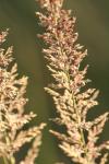 <img100*0:stuff/z/73640/Summer%2520End%2520-%2520Fall%2520Beginning%2520Plants/i1258914848_18.jpg>
