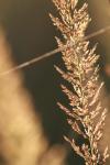 <img100*0:stuff/z/73640/Summer%2520End%2520-%2520Fall%2520Beginning%2520Plants/i1258914848_19.jpg>