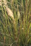 <img100*0:stuff/z/73640/Summer%2520End%2520-%2520Fall%2520Beginning%2520Plants/i1258914848_22.jpg>