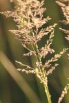 <img100*0:stuff/z/73640/Summer%2520End%2520-%2520Fall%2520Beginning%2520Plants/i1258914848_23.jpg>