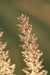 <img100*0:stuff/z/73640/Summer%2520End%2520-%2520Fall%2520Beginning%2520Plants/i1258914849_24.jpg>