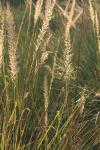 <img100*0:stuff/z/73640/Summer%2520End%2520-%2520Fall%2520Beginning%2520Plants/i1258914849_26.jpg>