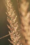 <img100*0:stuff/z/73640/Summer%2520End%2520-%2520Fall%2520Beginning%2520Plants/i1258914849_31.jpg>