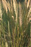 <img100*0:stuff/z/73640/Summer%2520End%2520-%2520Fall%2520Beginning%2520Plants/i1258914849_32.jpg>