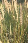 <img100*0:stuff/z/73640/Summer%2520End%2520-%2520Fall%2520Beginning%2520Plants/i1258914850_38.jpg>