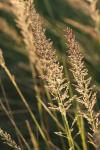 <img100*0:stuff/z/73640/Summer%2520End%2520-%2520Fall%2520Beginning%2520Plants/i1258914850_40.jpg>