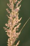 <img100*0:stuff/z/73640/Summer%2520End%2520-%2520Fall%2520Beginning%2520Plants/i1258915568_1.jpg>