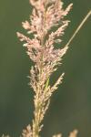 <img100*0:stuff/z/73640/Summer%2520End%2520-%2520Fall%2520Beginning%2520Plants/i1258915568_2.jpg>