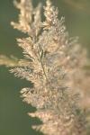 <img100*0:stuff/z/73640/Summer%2520End%2520-%2520Fall%2520Beginning%2520Plants/i1258915569_10.jpg>