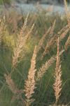 <img100*0:stuff/z/73640/Summer%2520End%2520-%2520Fall%2520Beginning%2520Plants/i1258915569_11.jpg>