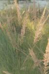 <img100*0:stuff/z/73640/Summer%2520End%2520-%2520Fall%2520Beginning%2520Plants/i1258915569_4.jpg>