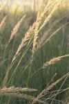 <img100*0:stuff/z/73640/Summer%2520End%2520-%2520Fall%2520Beginning%2520Plants/i1258915569_5.jpg>