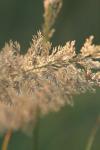 <img100*0:stuff/z/73640/Summer%2520End%2520-%2520Fall%2520Beginning%2520Plants/i1258915569_6.jpg>