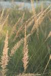 <img100*0:stuff/z/73640/Summer%2520End%2520-%2520Fall%2520Beginning%2520Plants/i1258915570_14.jpg>