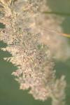 <img100*0:stuff/z/73640/Summer%2520End%2520-%2520Fall%2520Beginning%2520Plants/i1258915570_16.jpg>