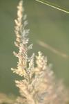 <img100*0:stuff/z/73640/Summer%2520End%2520-%2520Fall%2520Beginning%2520Plants/i1258915570_18.jpg>