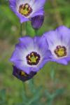 <img100*0:stuff/z/73640/Summer%2520Plants/i1265073765_4.jpg>
