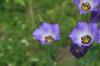 <img100*0:stuff/z/73640/Summer%2520Plants/i1265073766_12.jpg>
