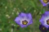 <img100*0:stuff/z/73640/Summer%2520Plants/i1265073766_8.jpg>