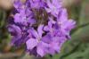 <img100*0:stuff/z/73640/Summer%2520Plants/i1278828669_2.jpg>
