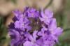 <img100*0:stuff/z/73640/Summer%2520Plants/i1278828669_3.jpg>