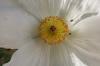 <img100*0:stuff/z/73640/Summer%2520Plants/i1278828913_4.jpg>