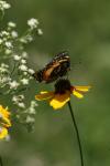 <img100*0:stuff/z/73640/Summer%2520Plants/i1278829297_1.jpg>