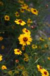 <img100*0:stuff/z/73640/Summer%2520Plants/i1278829299_3.jpg>