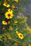 <img100*0:stuff/z/73640/Summer%2520Plants/i1278829300_5.jpg>