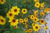 <img100*0:stuff/z/73640/Summer%2520Plants/i1278829300_7.jpg>