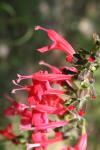 <img100*0:stuff/z/73640/Summer%2520Plants/i1278829521_1.jpg>