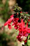 <img100*0:stuff/z/73640/Summer%2520Plants/i1278829523_3.jpg>