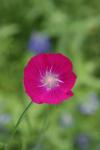 <img100*0:stuff/z/73640/Summer%2520Plants/i1278829946_7.jpg>