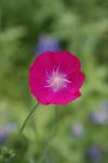<img100*0:stuff/z/73640/Summer%2520Plants/i1278829947_8.jpg>