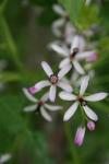 <img100*0:stuff/z/73640/Summer%2520Plants/i1278830267_4.jpg>