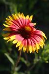 <img100*0:stuff/z/73640/Summer%2520Plants/i1278830594_1.jpg>