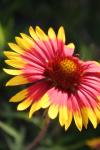 <img100*0:stuff/z/73640/Summer%2520Plants/i1278830596_4.jpg>